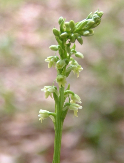 Pseudorchis albida, Corallorhiza trifida, Listera ovata
